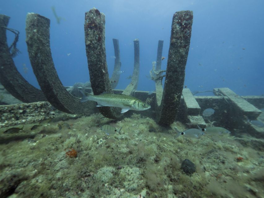 Puerto de Mogán: Submarine Tour - The descent to 25 metres