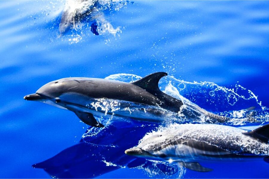 Puerto del Carmen: Dolphin-Watching Speedboat Tour with Swim - Key points before you book