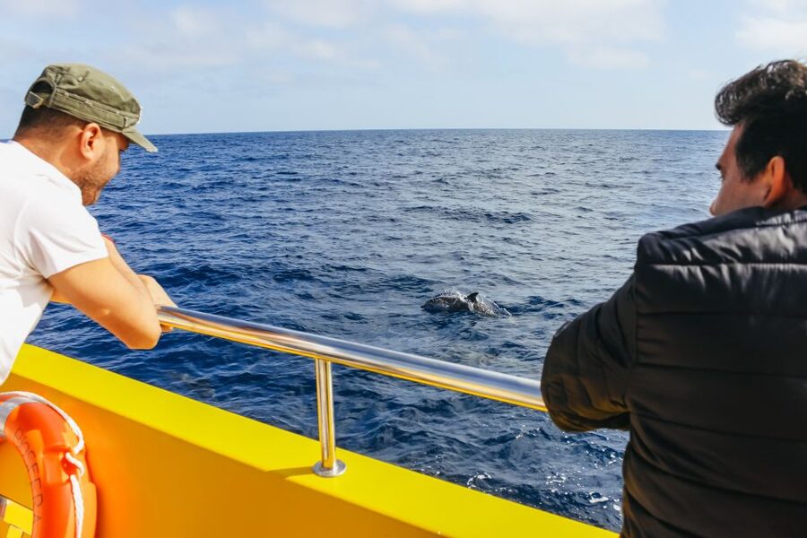 Puerto del Carmen: Dolphin-Watching Speedboat Tour with Swim - The Atlantic swim stop