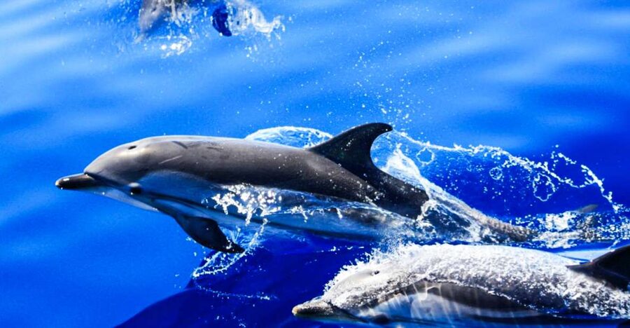 Puerto del Carmen: Dolphin-Watching Speedboat Tour with Swim - Searching for dolphins and whales in open water