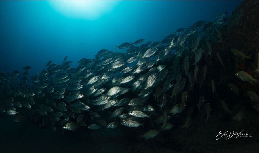 Puerto Del Carmen: Try Scuba Diving with 2 Dives and Photos - What the $153 price covers