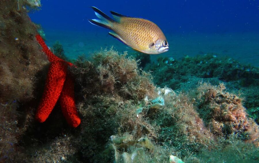 Puerto Del Carmen: Try Scuba Diving with 2 Dives and Photos - The break between sessions