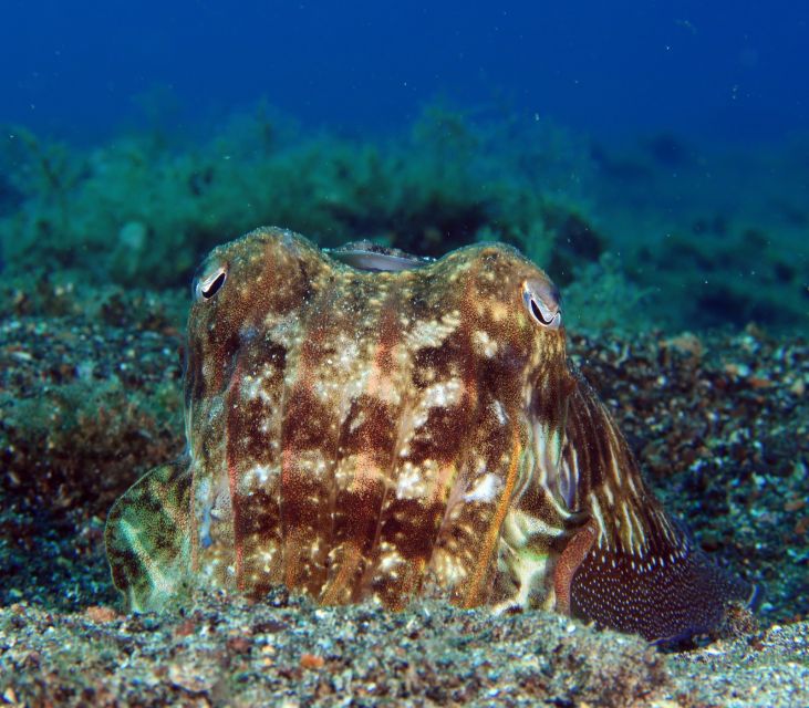 Puerto Del Carmen: Try Scuba Diving with 2 Dives and Photos - The underwater setting around Puerto del Carmen