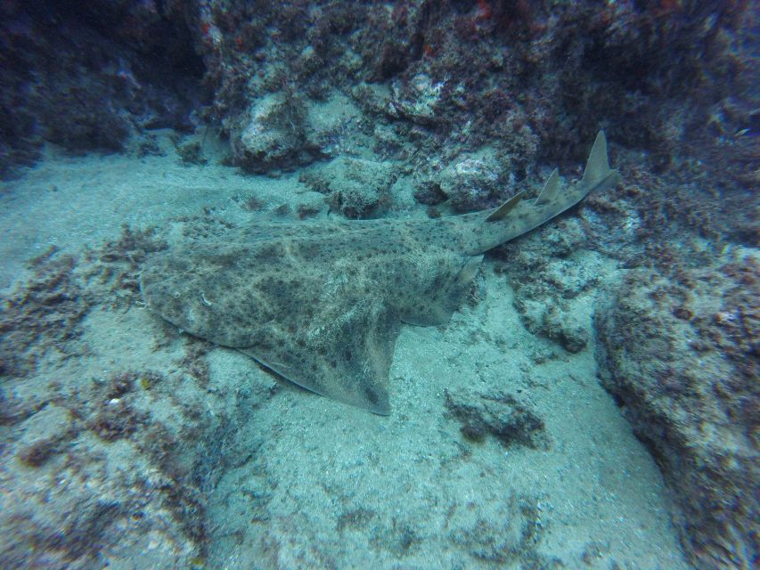 Puerto Del Carmen: Try Scuba Diving with 2 Dives and Photos - What the instructors do best