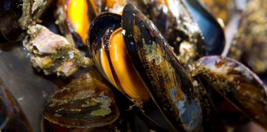 Ría de Arousa: Boat Ride to Mussel Farm with Tasting - The mussel tasting on board