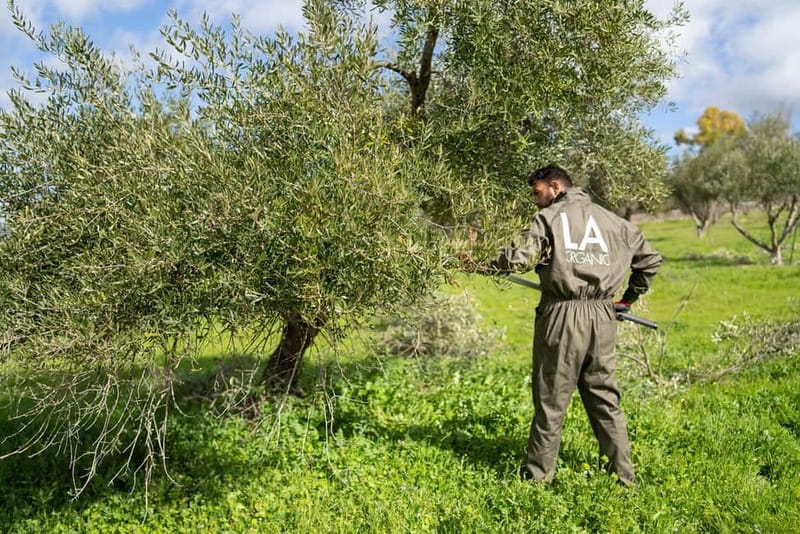 Ronda: LA Almazara LA Organic, Olive Oil Museum and Tasting - The museum designed by Philippe Starck