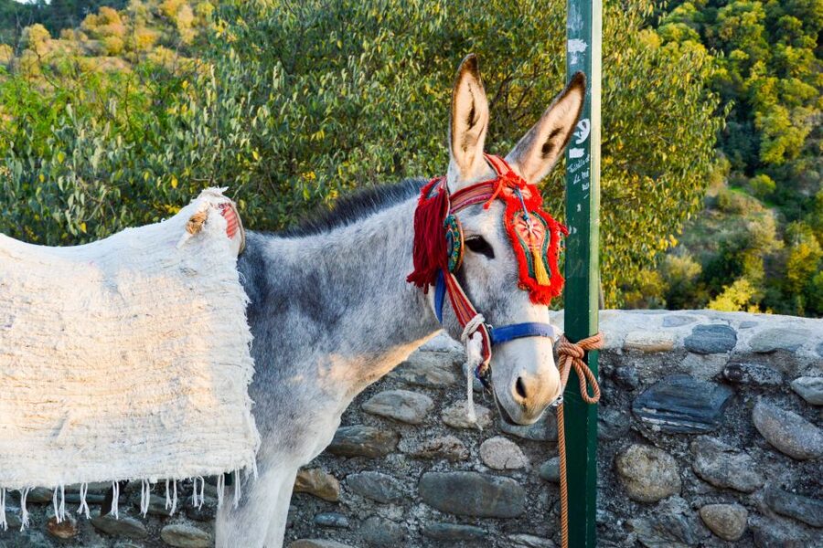 Sacromonte Caves Museum Admission Ticket - Is the $7 ticket good value?
