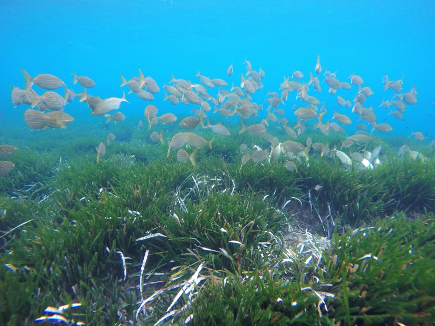 San José: Cabo de Gata Natural Park Kayak and Snorkel Tour - Snorkeling among Cabo de Gata’s marine life