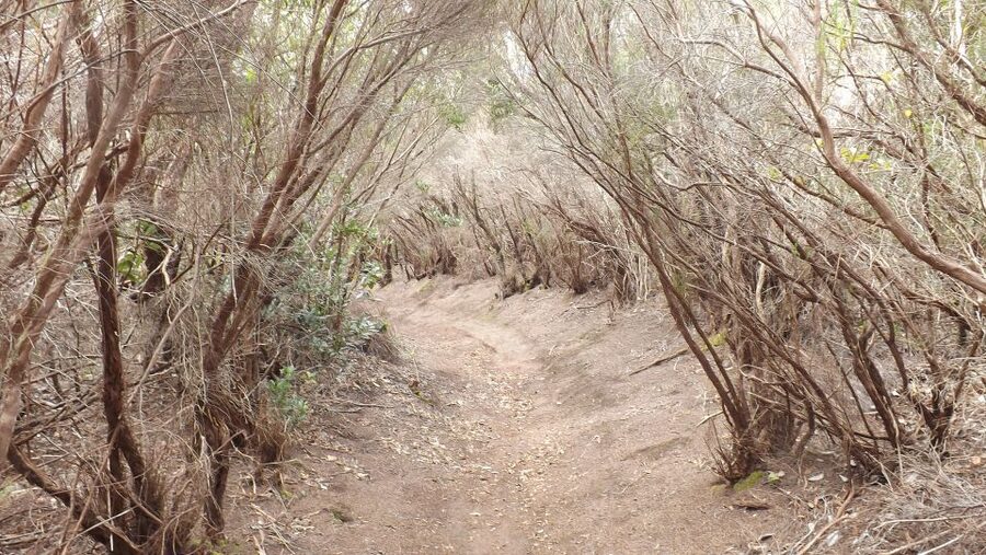 Santa Cruz de Tenerife: 2-Hour Hiking Tour in Anaga Forest - Why Anaga feels like another Tenerife