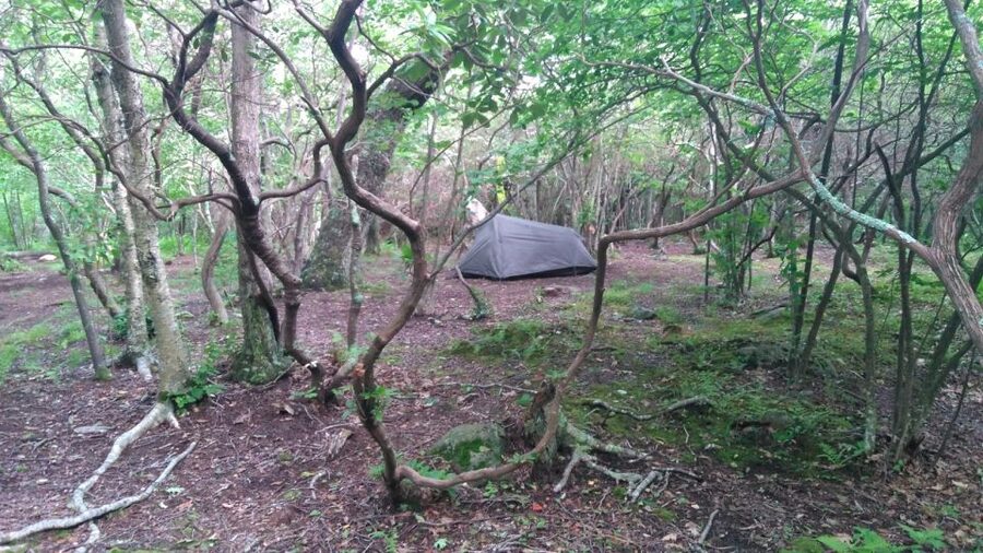 Santa Cruz de Tenerife: 2-Hour Hiking Tour in Anaga Forest - Views, old buildings, and the human side of Anaga