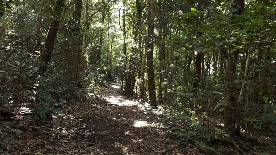 Santa Cruz de Tenerife: 2-Hour Hiking Tour in Anaga Forest - Weather, clothing, and the practical details