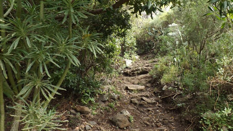 Santa Cruz de Tenerife: 2-Hour Hiking Tour in Anaga Forest - Should you book the 2.5-hour Anaga hike?