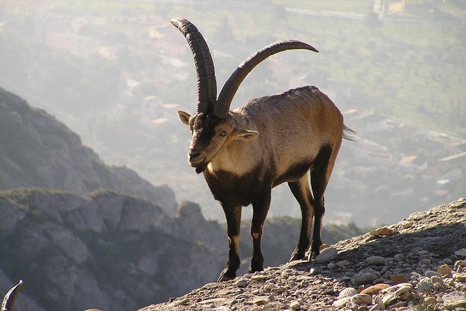 Semi-Private Montserrat Monastery, Funicular & Scenic Nature Walk - What the Ratings Tell You About Value