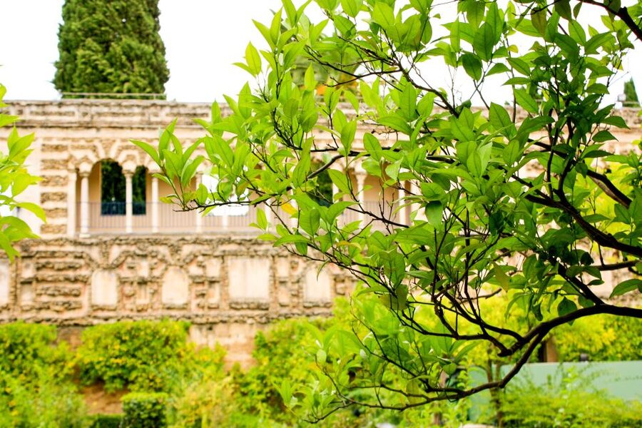 Seville: Alcazar Skip-the-Line Guided Tour with Tickets - Patios, fountains, and the sensory side of the palace