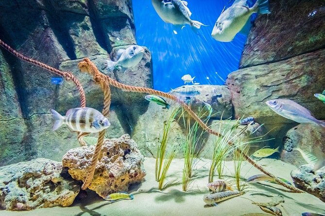 Seville Aquarium Admission Ticket - Key points to know before you go