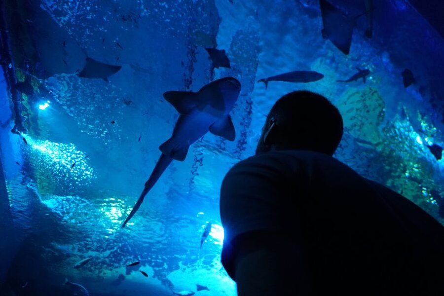 Seville Aquarium Admission Ticket - Timing your visit without rushing