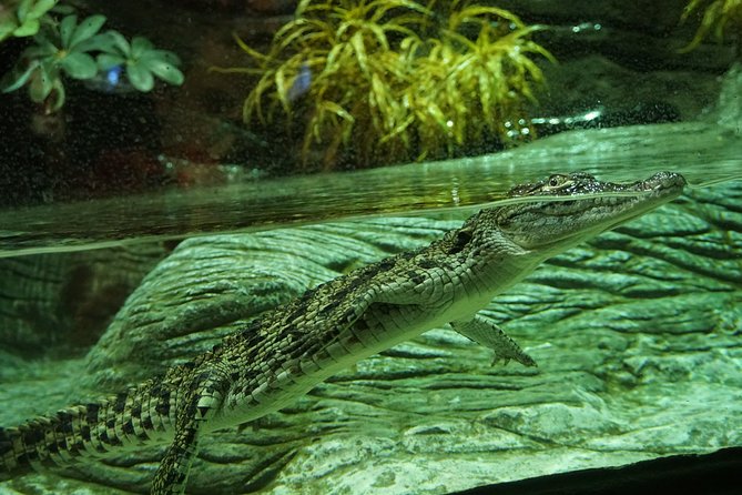 Seville Aquarium Admission Ticket - The Pacific and Indo-Pacific sections widen the collection