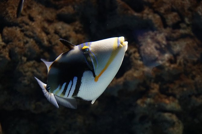 Seville Aquarium Admission Ticket - Is $20 good value for the time?