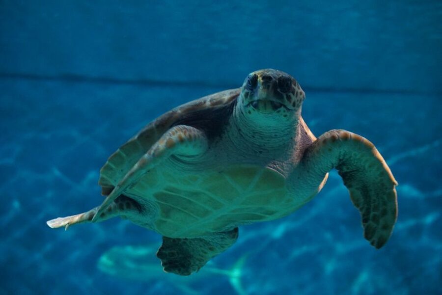 Seville Aquarium Admission Ticket - Getting there from central Seville