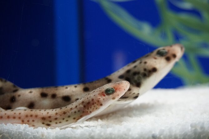 Seville Aquarium Admission Ticket - The Guadalquivir and Atlantic sections set the scene