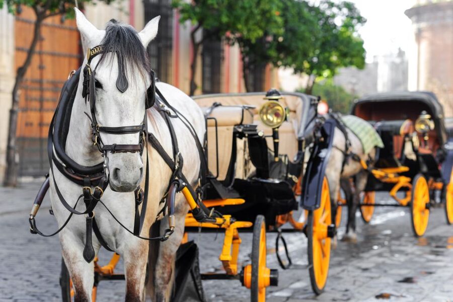 Seville: Authentic and Romantic Horse-Drawn Carriage Ride - A glimpse of Triana and Seville’s smaller streets