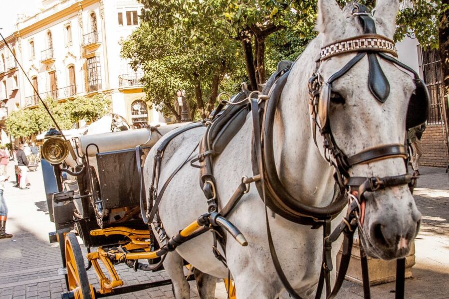 Seville: Authentic and Romantic Horse-Drawn Carriage Ride - Price, timing, and the one-minute problem