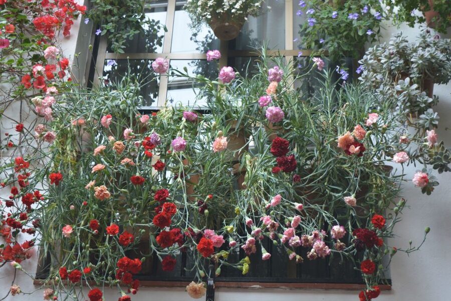Sights, Sounds, and Scents of Córdoba's Patios - Key points about Córdoba’s patio walk