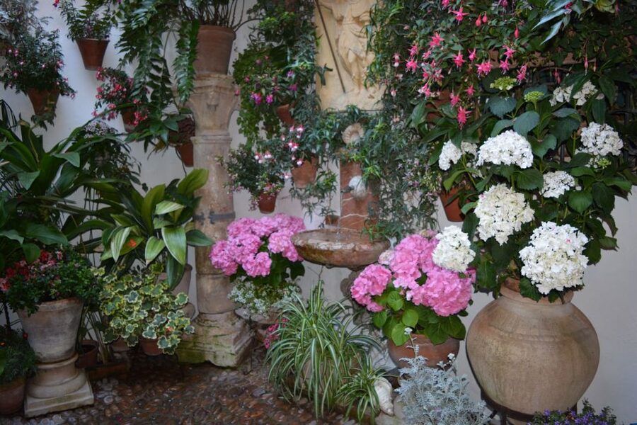 Sights, Sounds, and Scents of Córdoba's Patios - Inside the competition patios