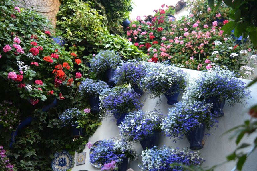 Sights, Sounds, and Scents of Córdoba's Patios - A short glass of Montilla-Moriles Fino