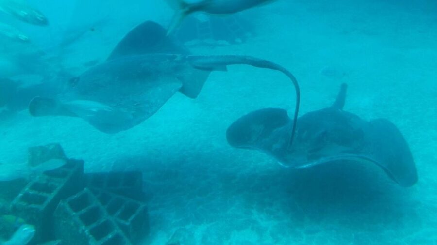 Southern Tenerife: 50-Minute Submarine Dive - Fish, rays, wrecks, and the best viewing moments