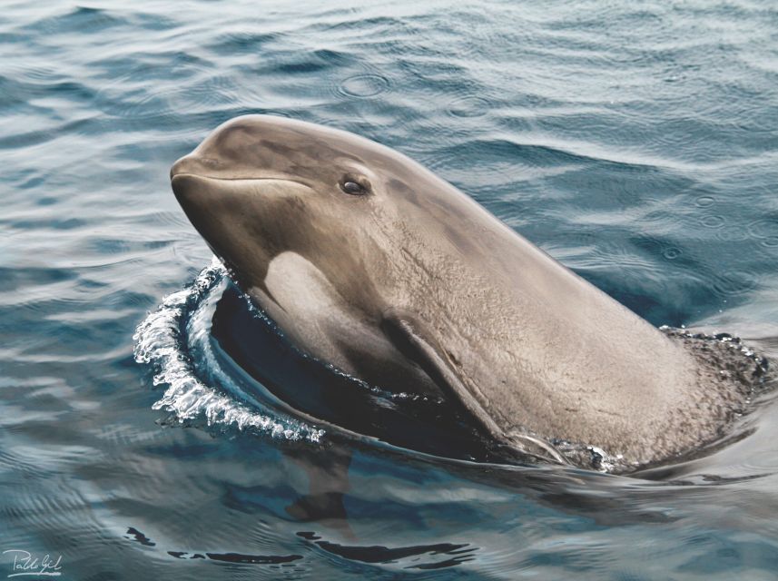 Tarifa: Whale & Dolphin Watching in the Strait of Gibraltar - Key points to know before you sail