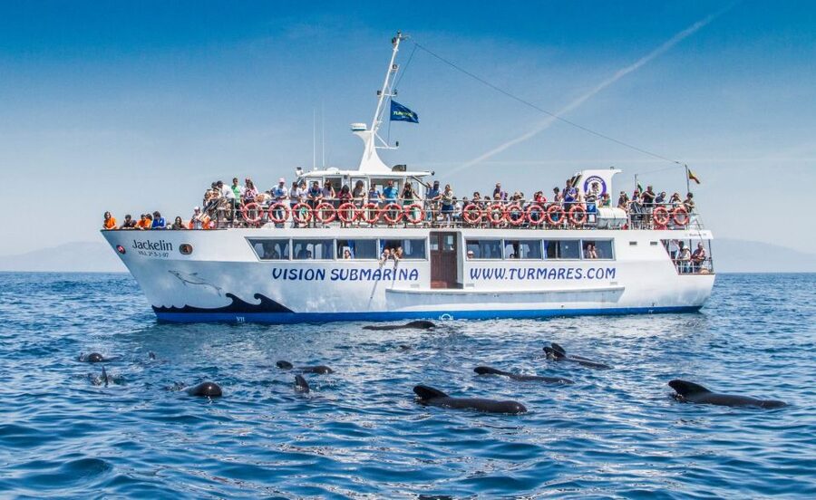 Tarifa: Whale & Dolphin Watching in the Strait of Gibraltar - Who should book this cruise?
