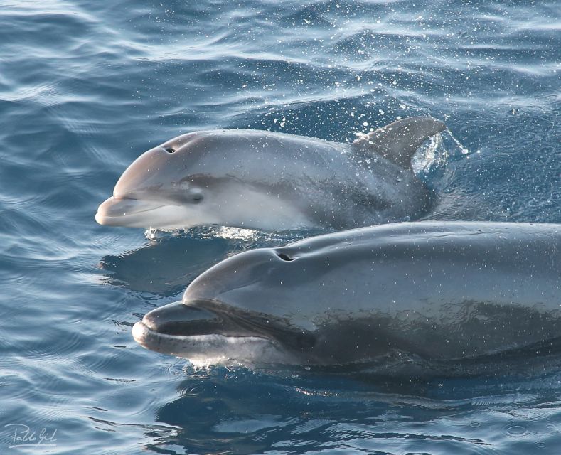 Tarifa: Whale & Dolphin Watching in the Strait of Gibraltar - Why the Strait of Gibraltar is such a good place for whale watching