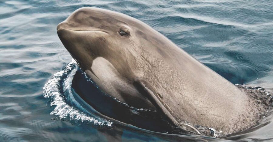 Tarifa: Whale & Dolphin Watching in the Strait of Gibraltar - The 30-minute briefing and boat departure