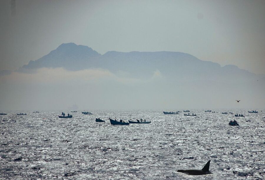 Tarifa: Whale & Dolphin Watching in the Strait of Gibraltar - Two hours among dolphins and whales