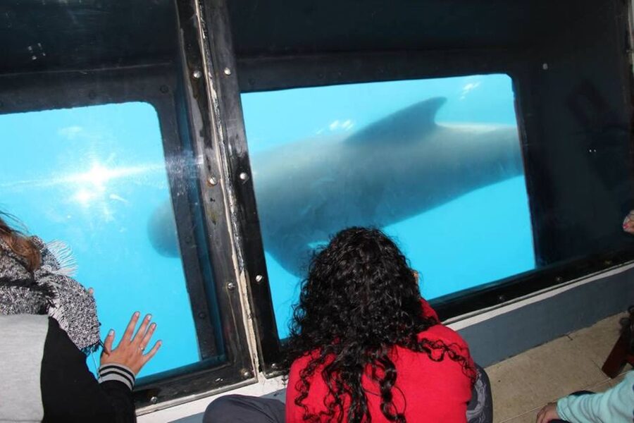 Tarifa: Whale & Dolphin Watching in the Strait of Gibraltar - What the boat experience is really like