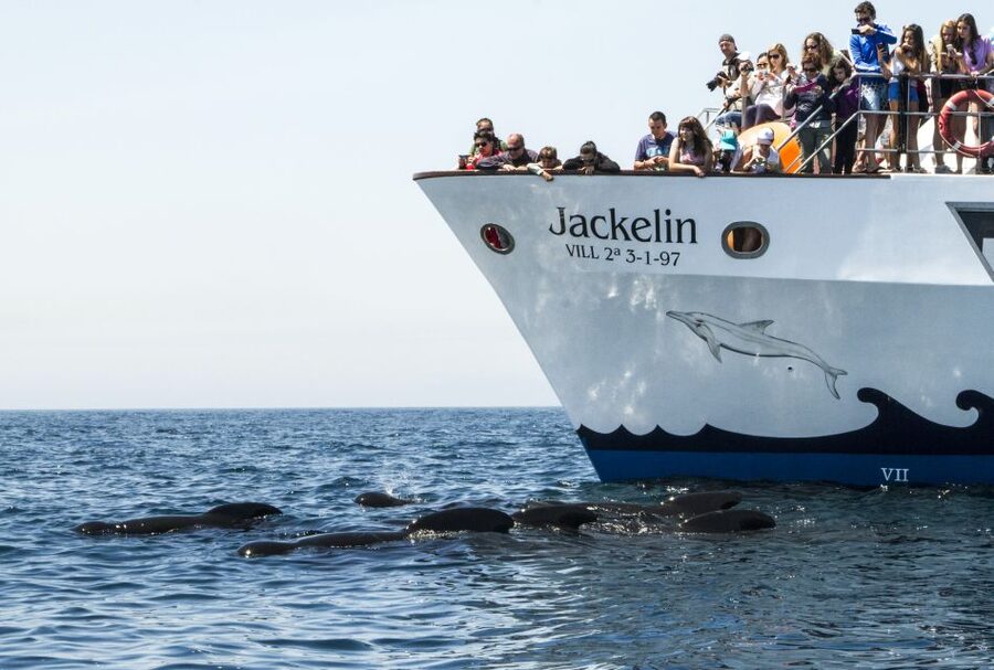 Tarifa: Whale & Dolphin Watching in the Strait of Gibraltar - The wildlife ethics are a real strength