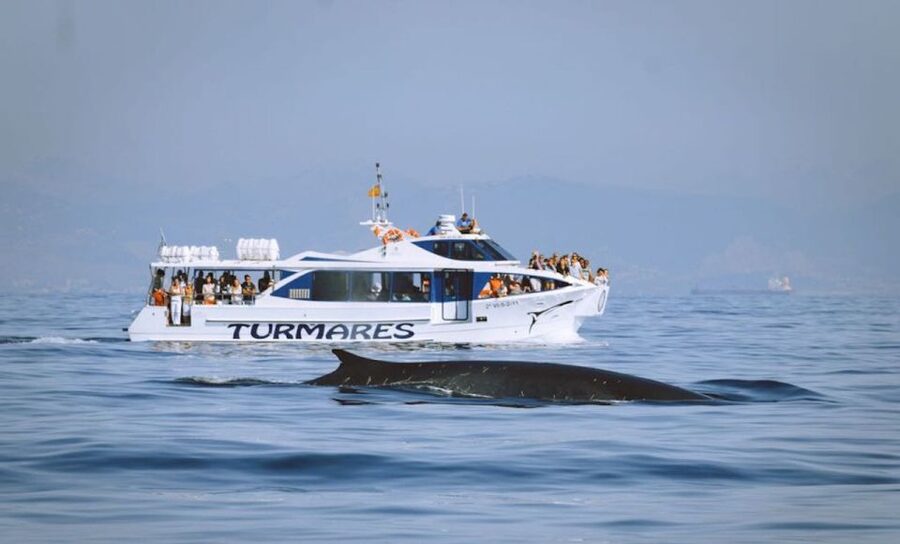 Tarifa: Whale & Dolphin Watching in the Strait of Gibraltar - How good is the chance of seeing something?