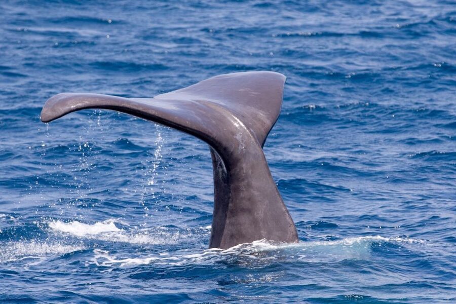 Tarifa: Whale & Dolphin Watching in the Strait of Gibraltar - Is $53 good value for two hours?