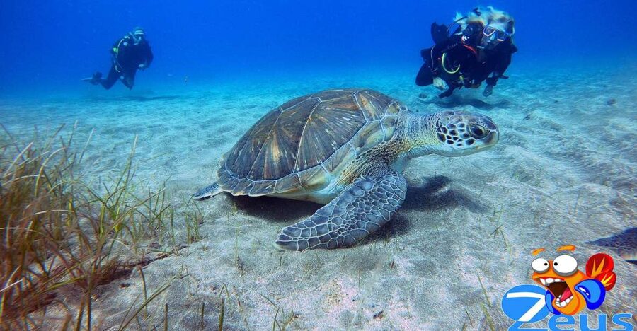 Tenerife: Abades Beach Beginner Diving Experience - Key points before you book