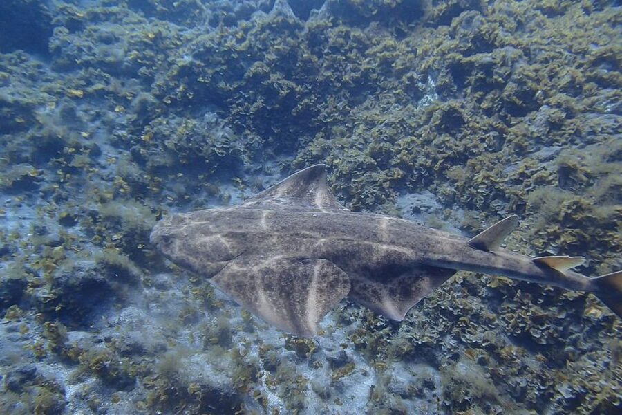 Tenerife: Abades Beach Beginner Diving Experience - Why Abades Bay works for a first scuba session