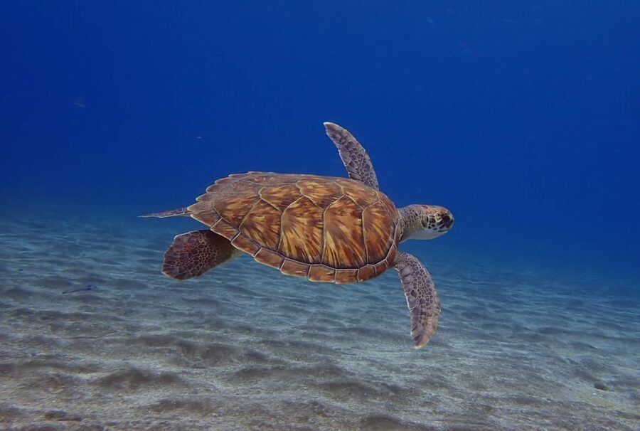 Tenerife: Abades Beach Beginner Diving Experience - The 40-minute underwater session