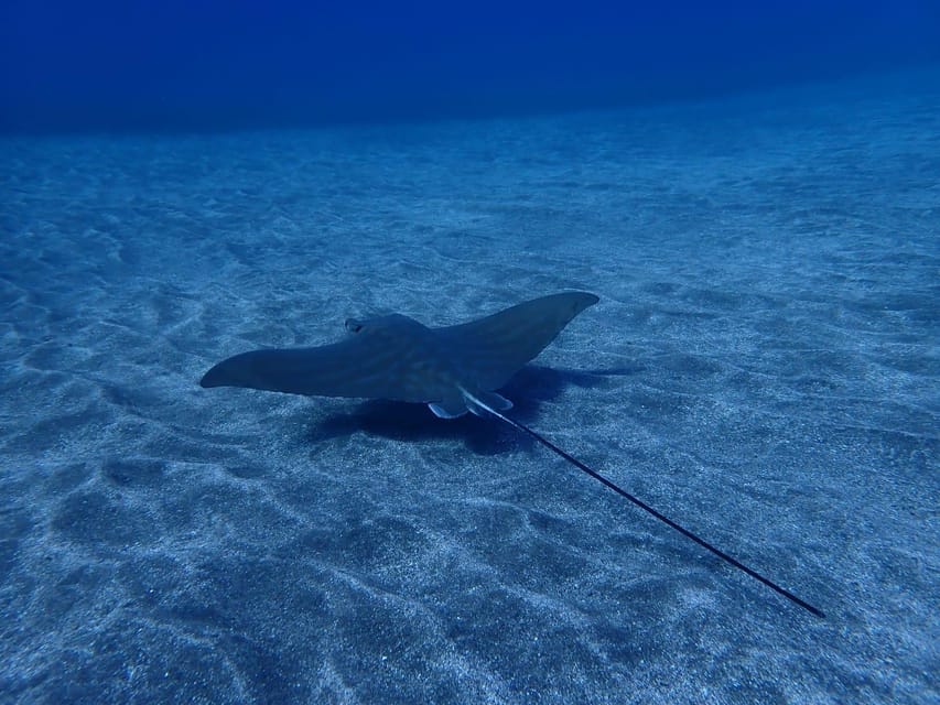 Tenerife: Abades Beach Beginner Diving Experience - Thirty minutes of snorkeling and free beach time