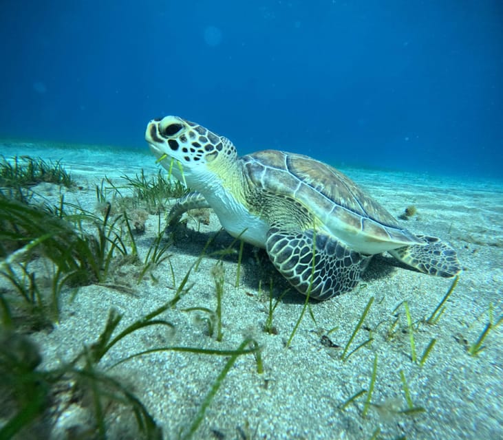 Tenerife: Abades Beach Beginner Diving Experience - Pickup, timing, and the small-group advantage