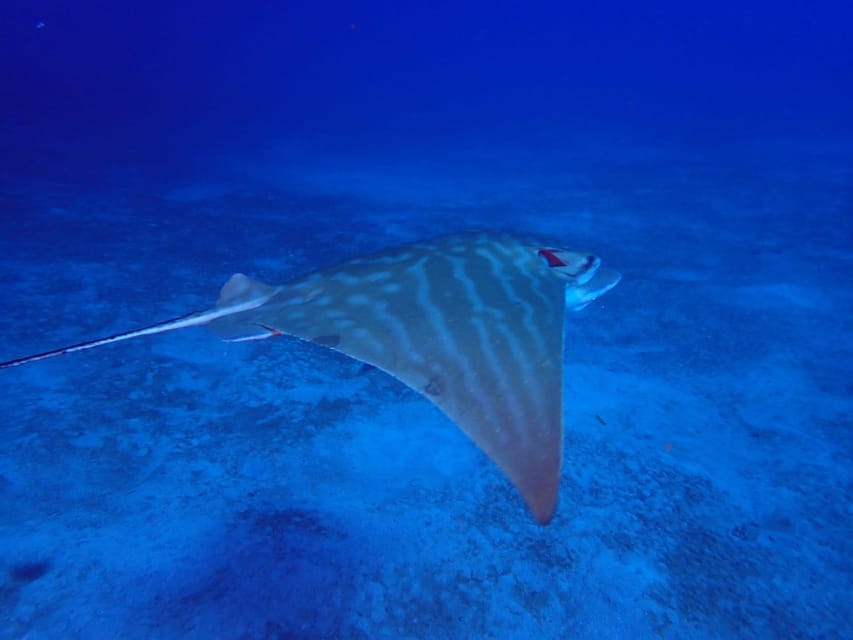 Tenerife: Abades Beach Beginner Diving Experience - The strongest part: patient instructors