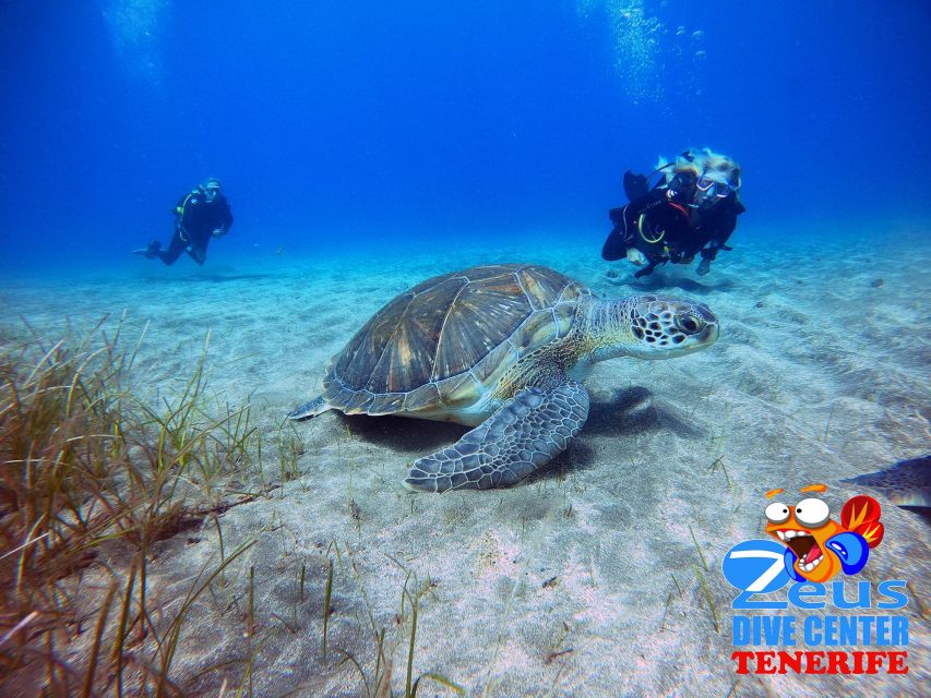 Tenerife: Abades Beach Beginner Diving Experience - The 30-minute briefing and equipment fitting