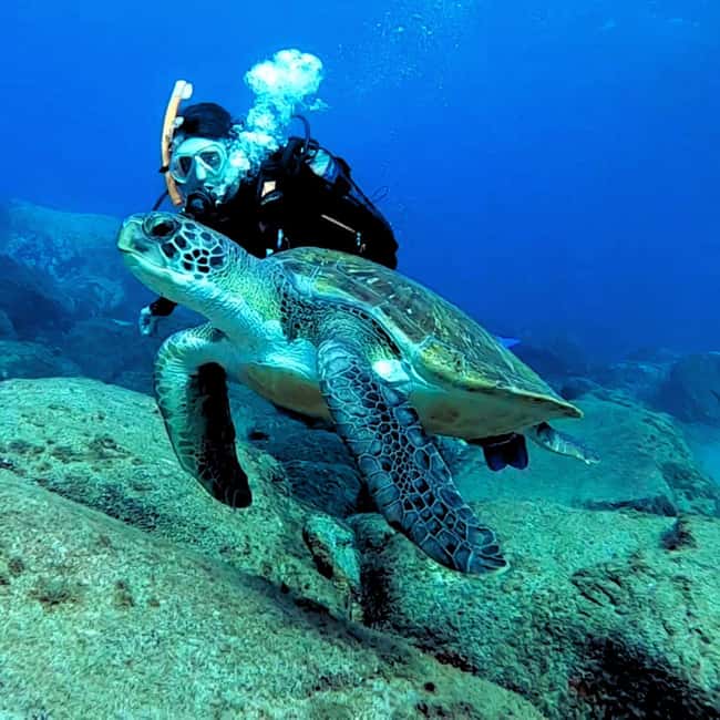 Tenerife: Beginners Scuba Dive Experience in Turtle Area - Key points at a glance