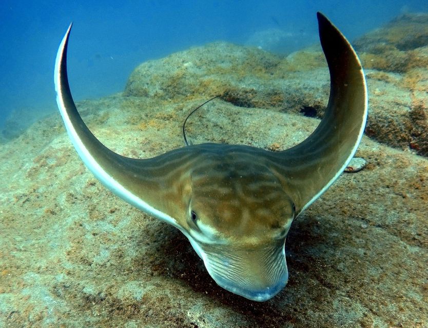 Tenerife: Beginners Scuba Dive Experience in Turtle Area - Who will enjoy this most