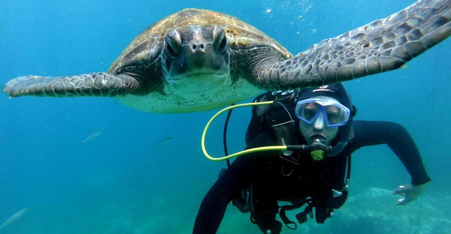 Tenerife: Beginners Scuba Dive Experience in Turtle Area - Starting at Puerto Colón in Costa Adeje