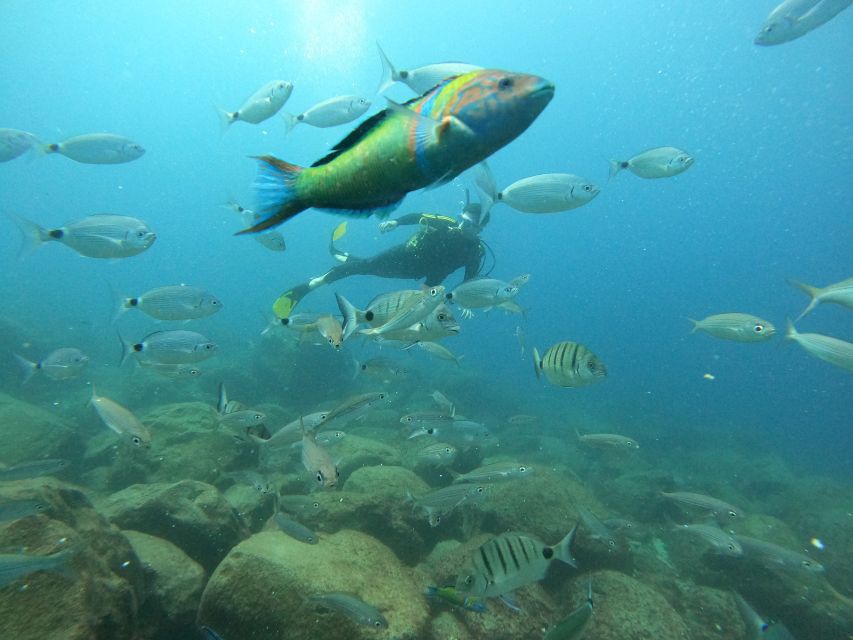 Tenerife: Beginners Scuba Dive Experience in Turtle Area - The 25-minute underwater session